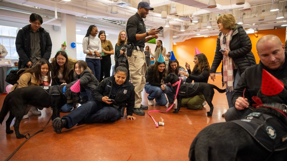 People gather in a circle around the dogs