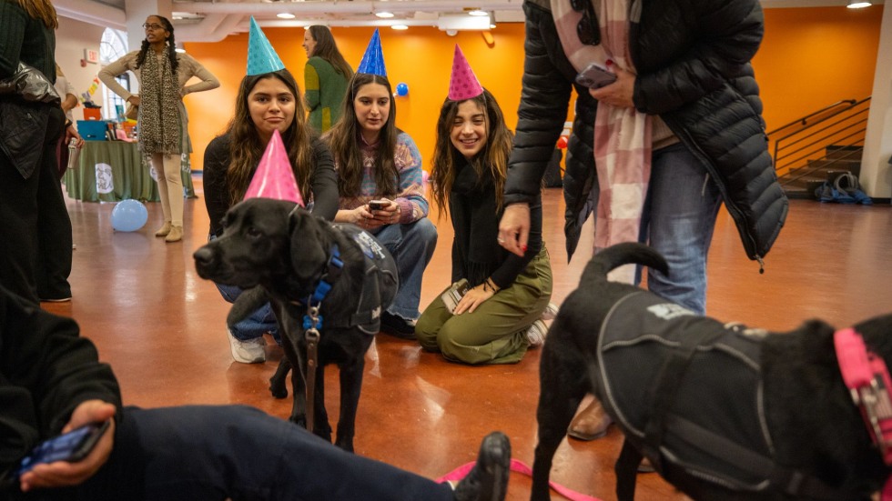 People in party hats with dogs