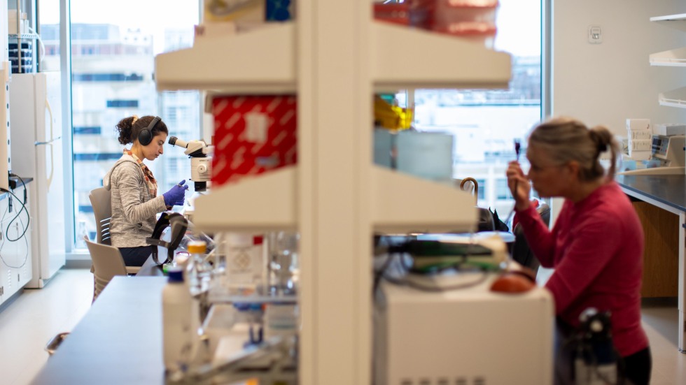 a researcher using a microscope while another holds a plug