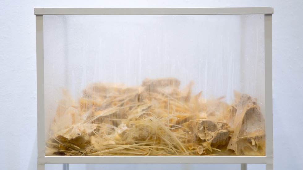 cube containing fishbones reflected in mirror