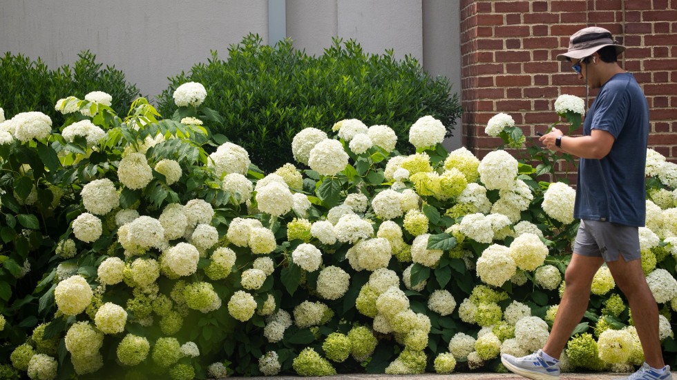 hydrangeas outside Nelson Fitness Center