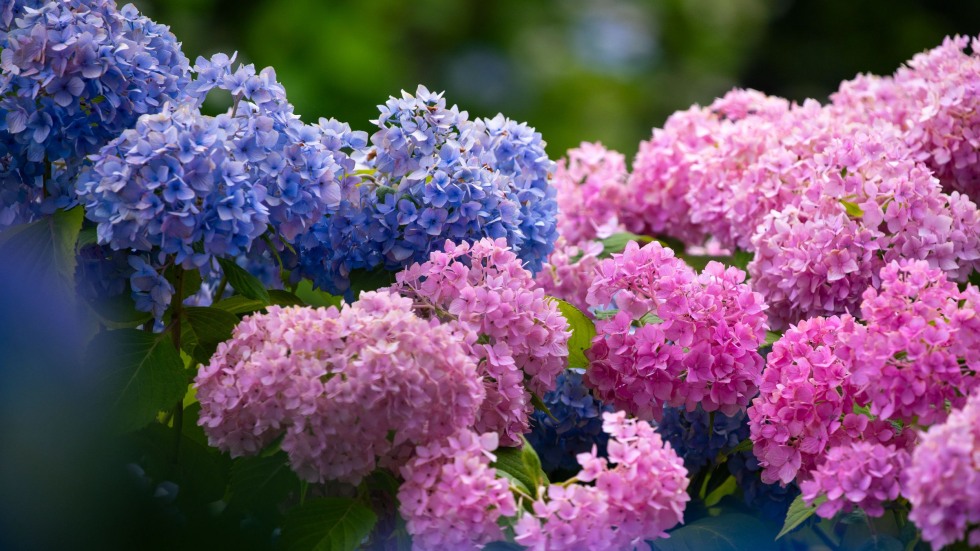 pink and purple hydrangeas on Brown's campus