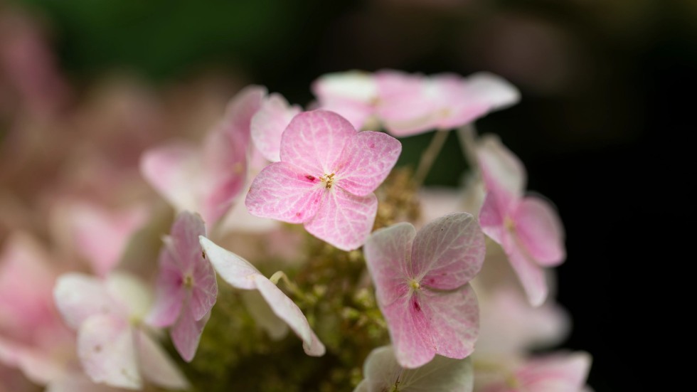 pink hydrangea