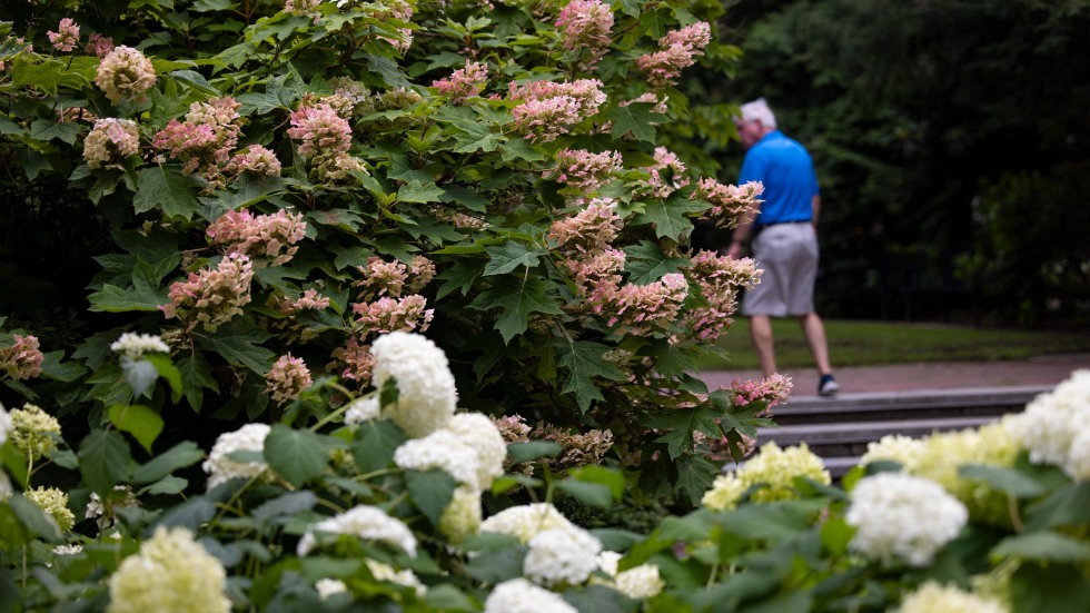 person walks past variety of hydrangea bushes