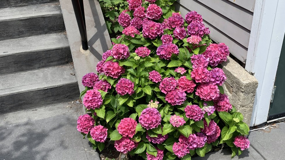 deep pink hydrangeas