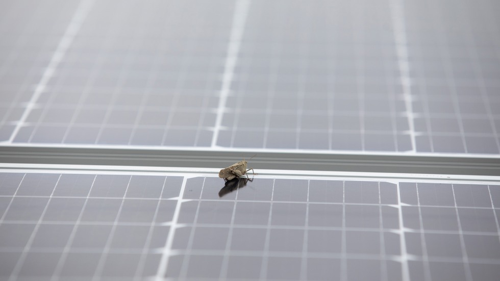 insect on solar panel