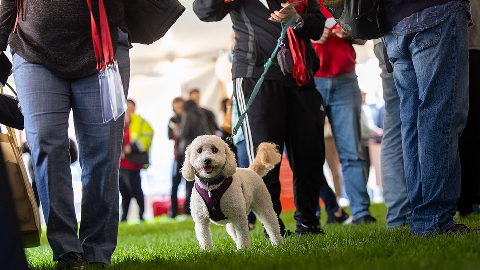 a dog at reunion check in