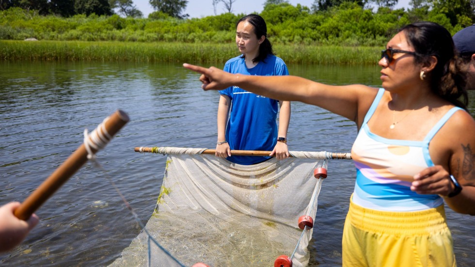 aquarists use a net in the bay