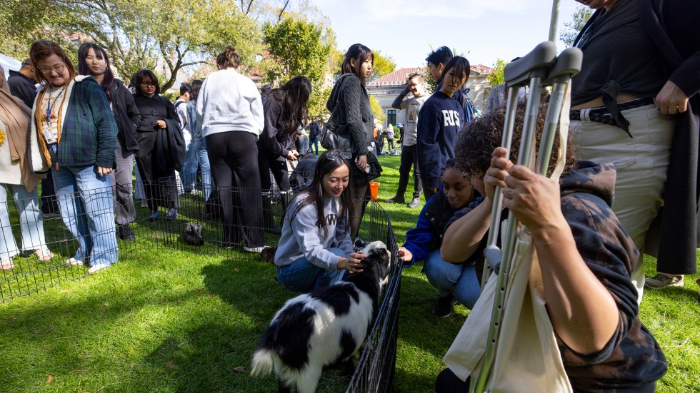 Brown students and their families stop at the petting farm to pet a goat.