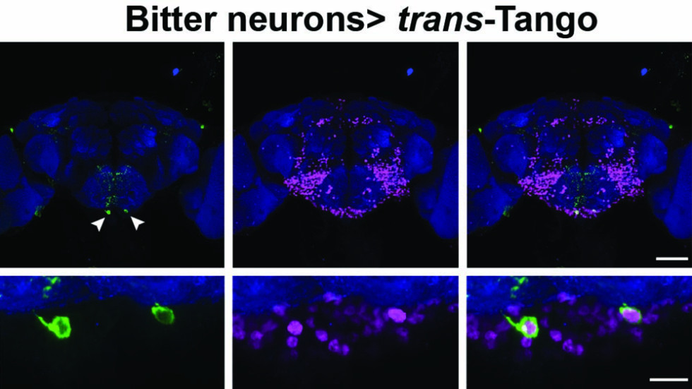 trans-Tango image of bitter neurons glowing blue