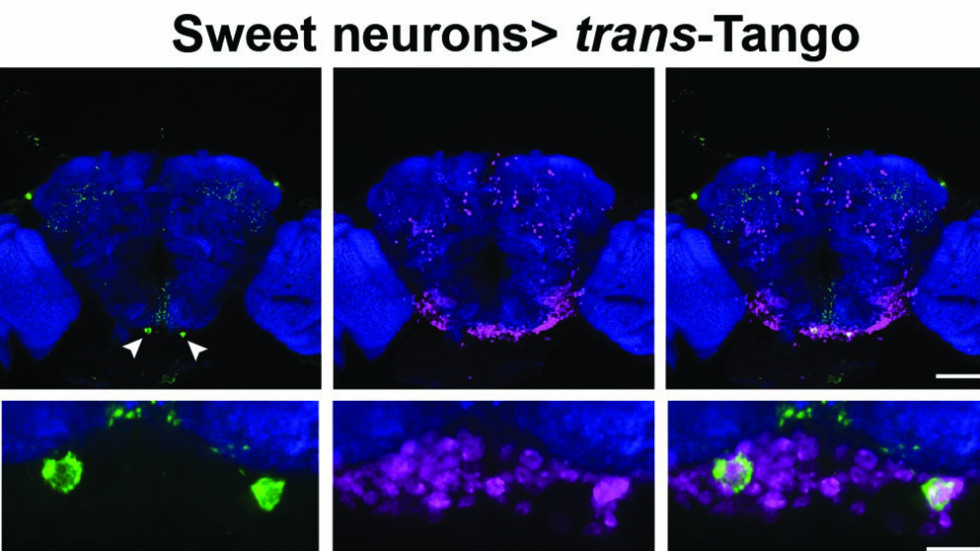 trans-Tango image of sweet neurons glowing blue