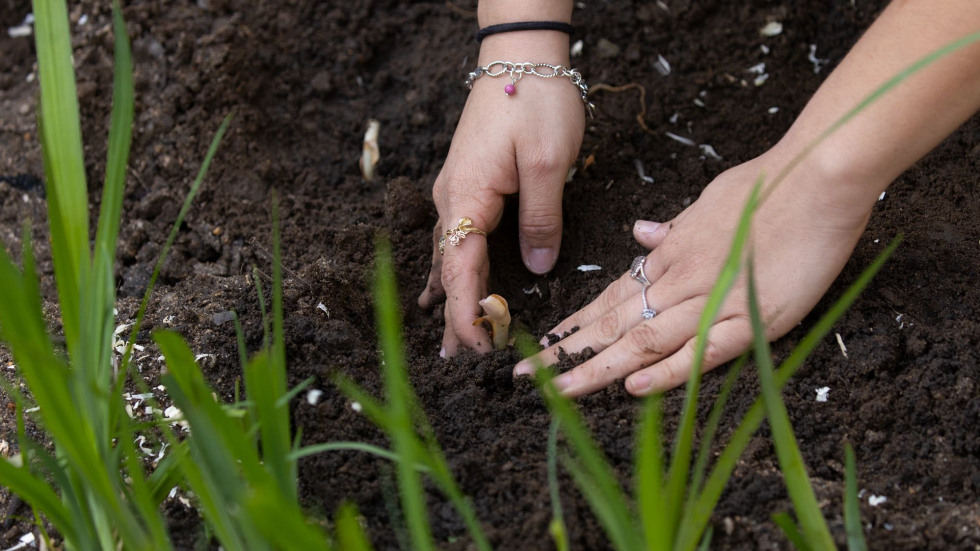 Hands planting in soil