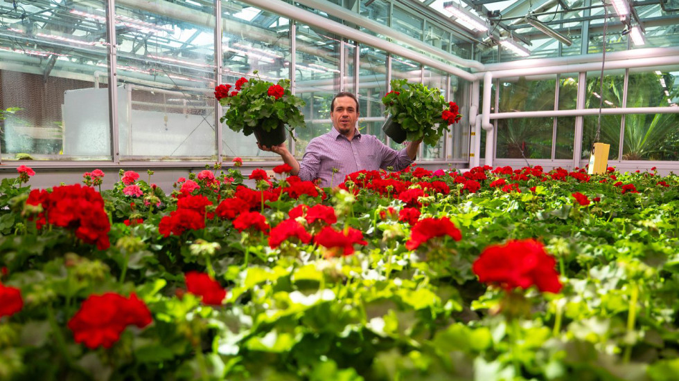 Greenhouse manager hold up two pots of geraniums among rows in greenhouse