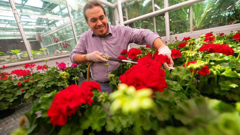 Greenhouse manager watering red geraniums
