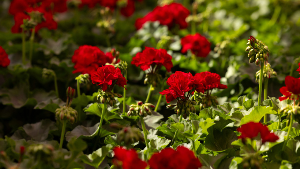 Detail shot of a sea of red geraniums