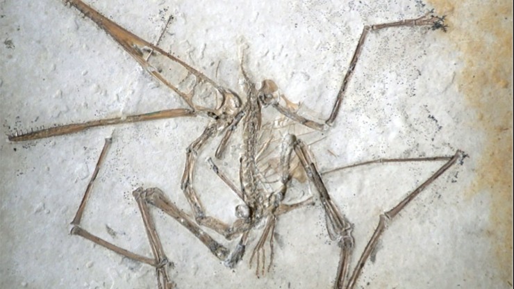 Study casts doubt on traditional view of pterosaur flight | Brown University