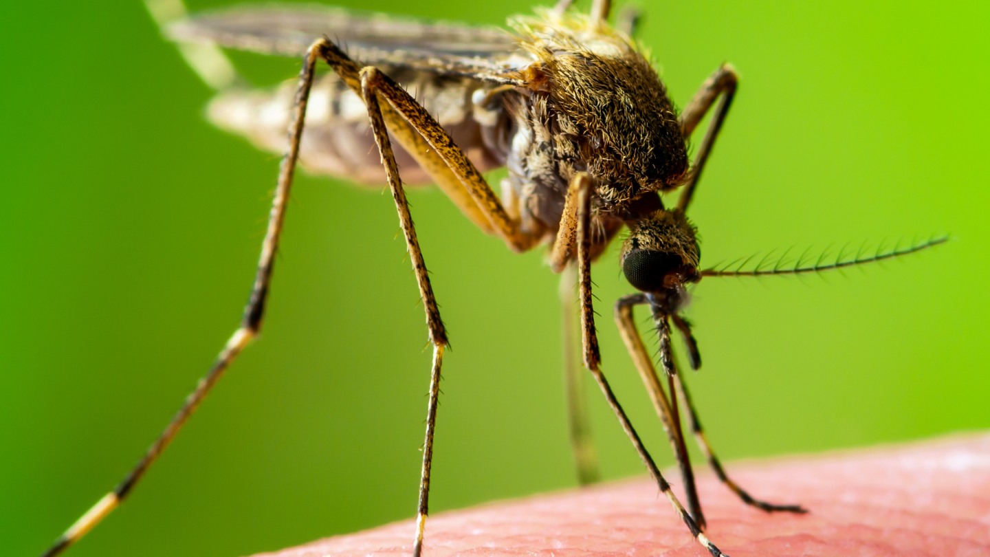 Simple Ways To Get Rid of Mosquitoes 