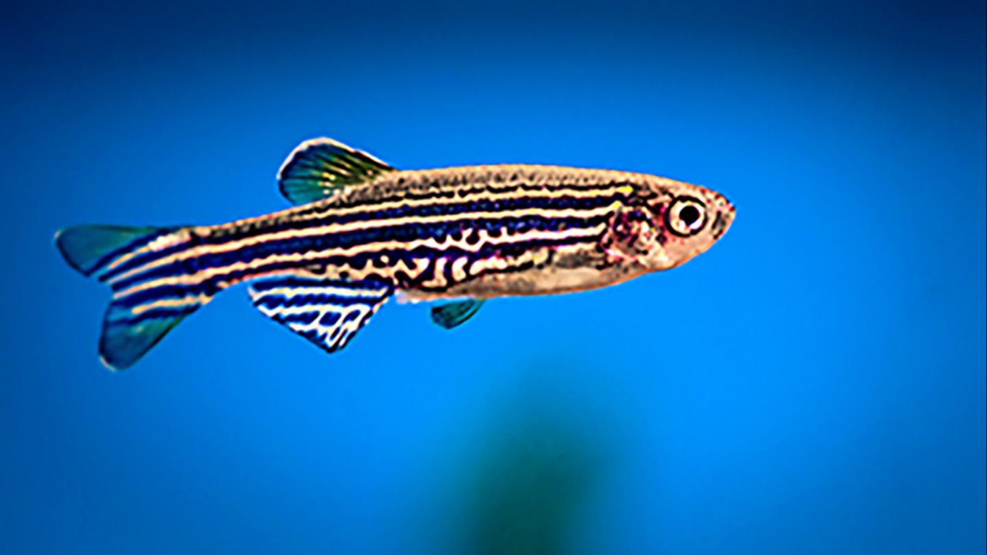 How do zebrafish get their stripes? New data analysis tool could provide an  answer | Brown University