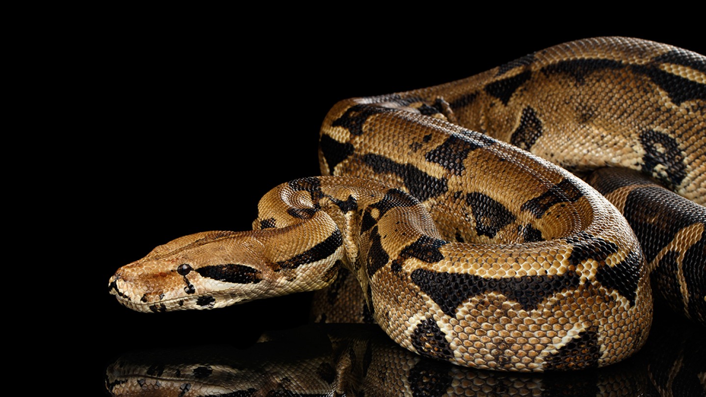 How boas save themselves from suffocation when constricting and