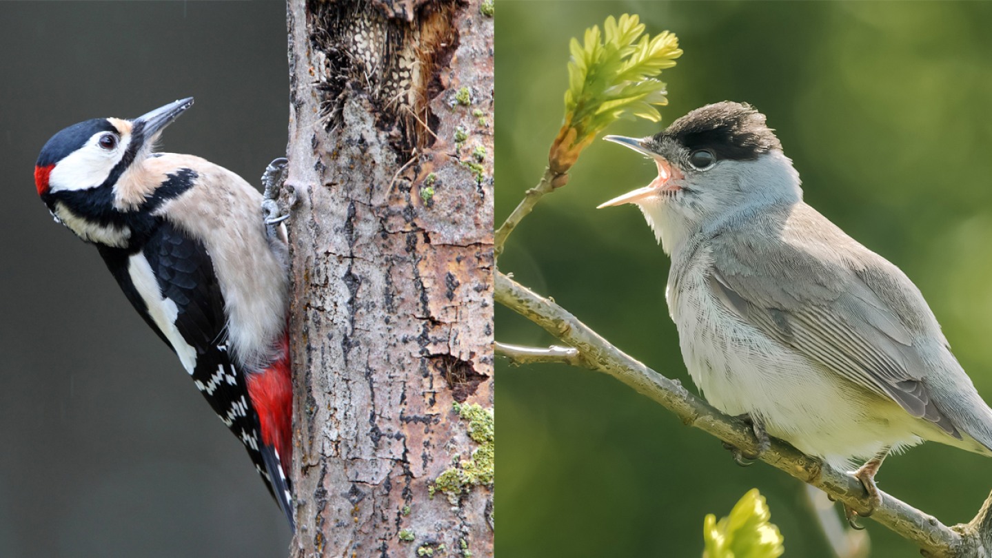 Why do woodpeckers peck? New discovery about bird brains sheds light on