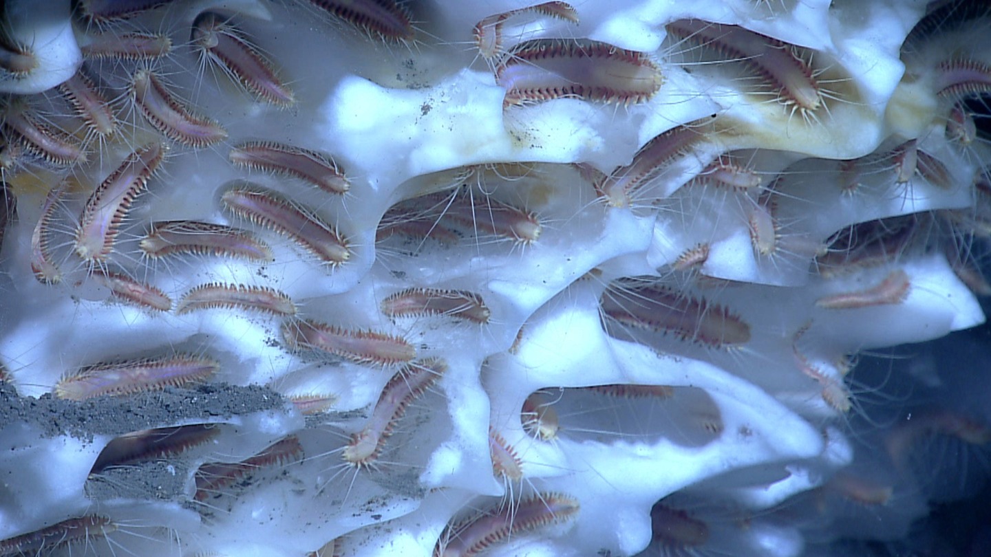 Study on Methane in Deep-Sea Sediments Shows Small Releases Happen More Often Than Thought