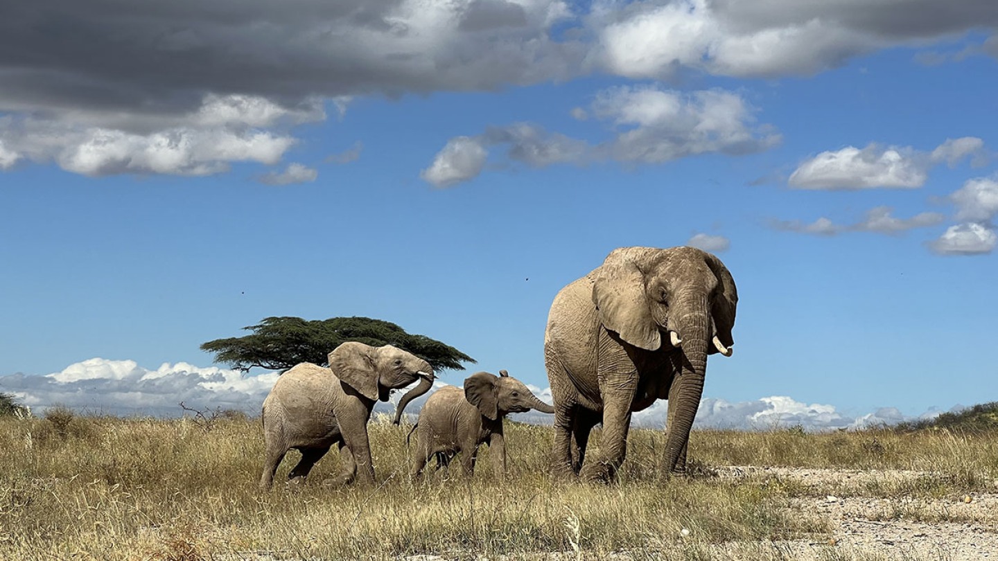 Similar to humans, elephants vary what they eat for dinner