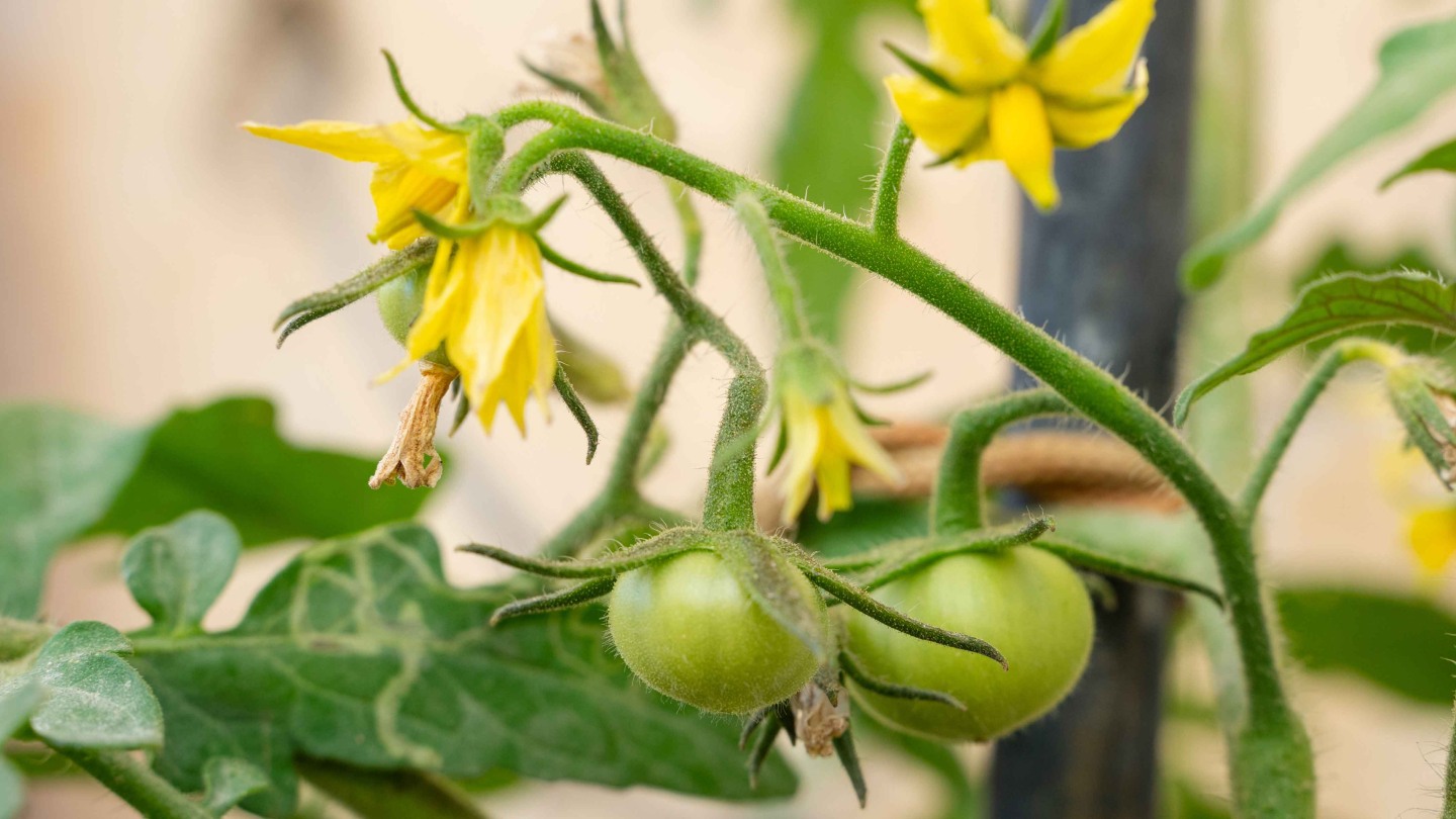 Heartier Heinz? How scientists are learning to help tomatoes beat