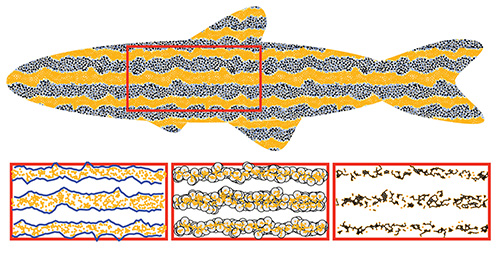 Image of zebrafish model