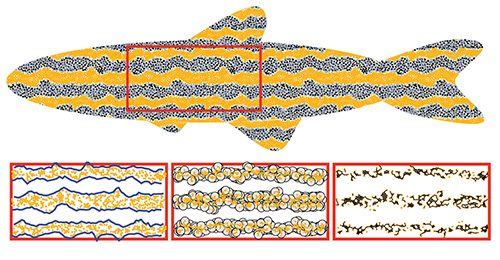 Image of zebrafish model