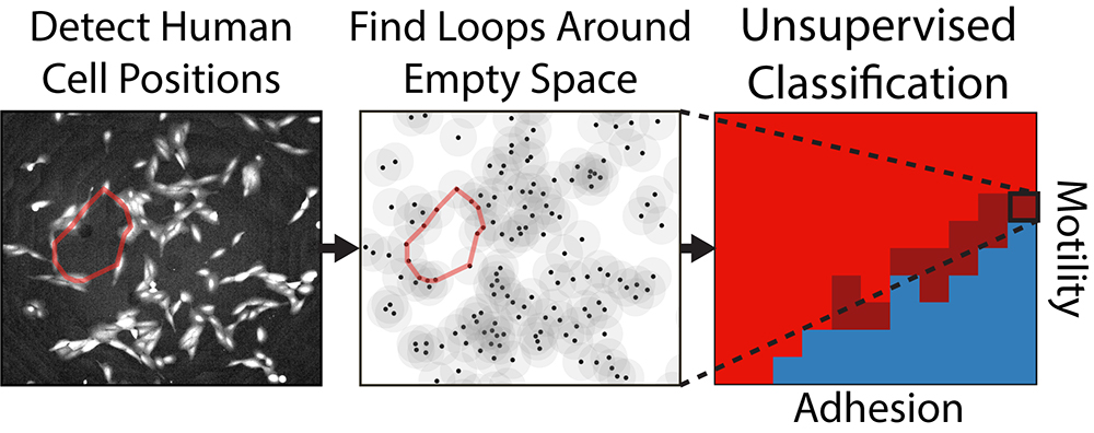 Image of cells and the algorithm output