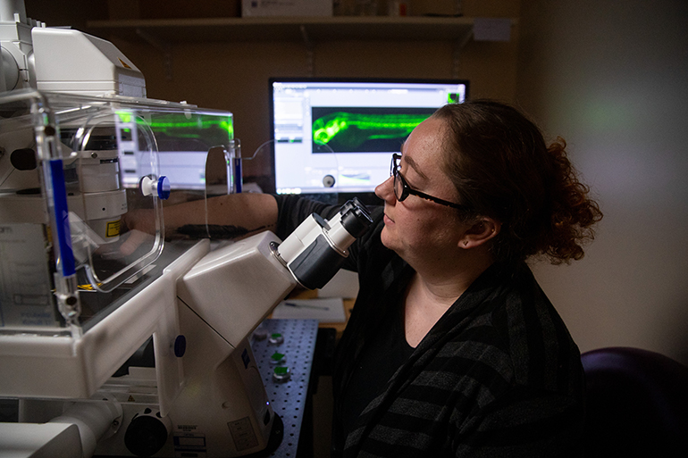 April Rodd uses a high-speed scanning confocal microscope to watch zebrafish development in real time