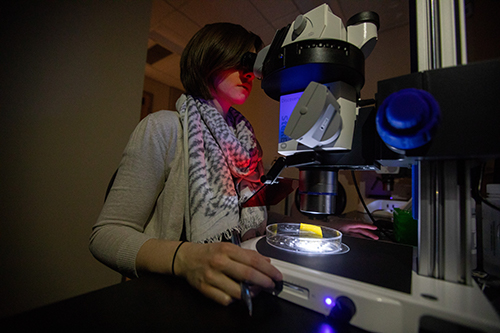 Shannon Martin examining transparent zebrafish embryos.