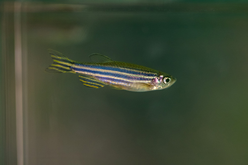 A zebrafish