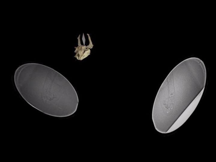 Shark bone visualization animation