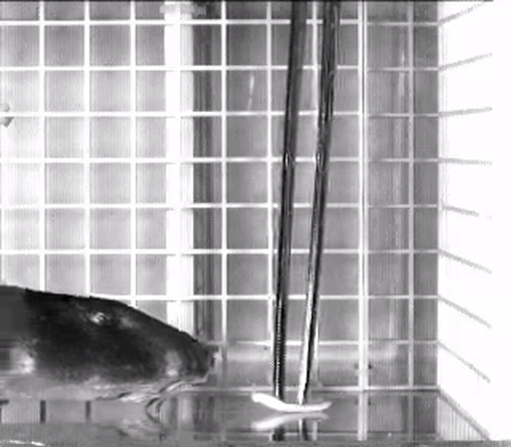 Bamboo shark eating (animation)