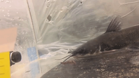 A video of a catfish catching and swallowing an earthworm showing coordinated head movements.