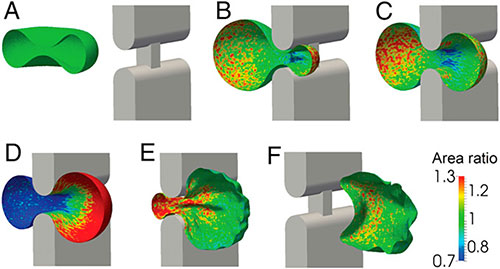 Computer models showing how red blood cells move through slits in the spleen.
