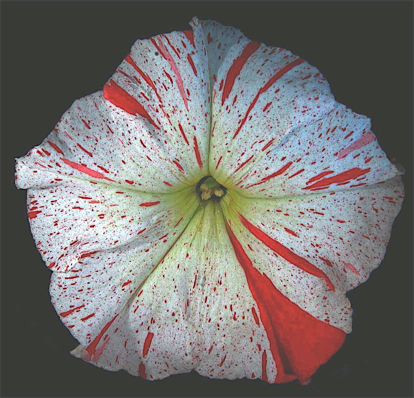 petunia hybrida W138