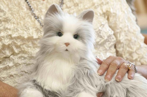 smart robots for cats