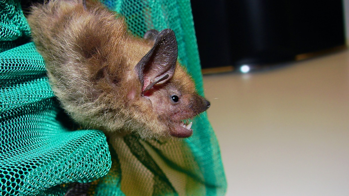 Living in a constant din, bats’ hearing remains resilient Brown