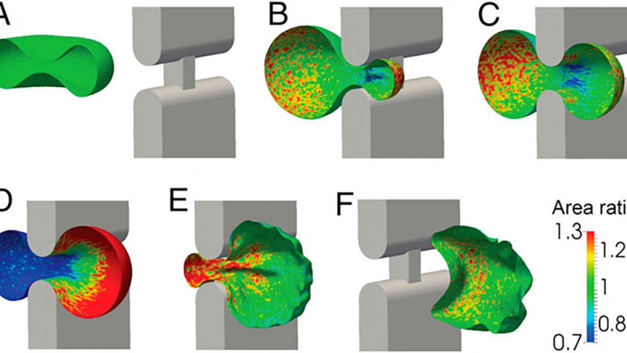 Research uncovers spleen’s role in shaping blood cells Brown University