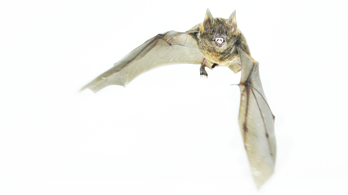 Biology of bat wings may hold lessons for coldweather work, exercise Brown University