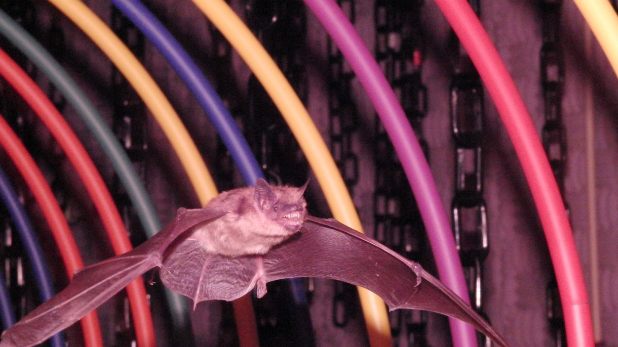bat flies through hula hoops