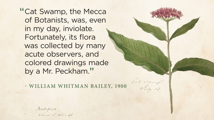 Herbarium Highlights Ecological Past Provides Insights Into Future Brown University Herbarium Highlights Ecological Past Provides Insights Into Future Brown University