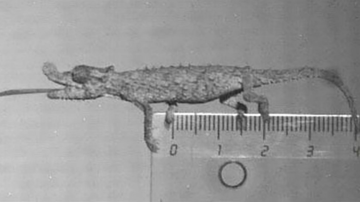 Tiniest chameleons deliver most powerful tongue lashings Brown University