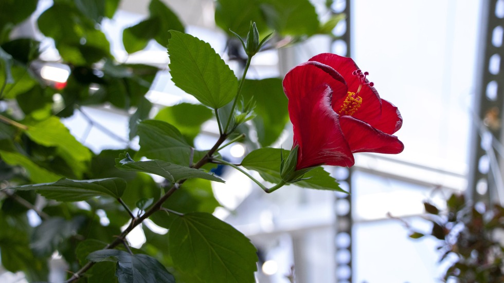 Hibiscus rosa-sinensis 'Brilliant' 